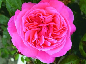 SPECIAL ANNIVERSARY (hybrid tea)